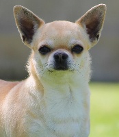 Étalon Chihuahua - Sofia Del pasador