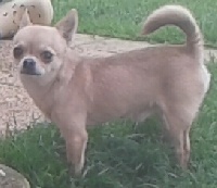 Étalon Chihuahua - CH. Edmond od krasa
