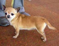 Étalon Chihuahua - Xipe totec Baccarat