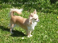 Étalon Chihuahua - Ioko des Tresors du Mont Ventoux