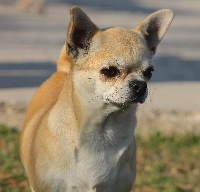 Étalon Chihuahua - Ivana du Domaine San Sébastian