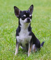 Étalon Chihuahua - CH. Guiseppina du Domaine San Sébastian