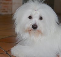 Étalon Coton de Tulear - Jet-set de Vishka Land