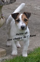 Étalon Jack Russell Terrier - Helma-di des champs de l'Aisne