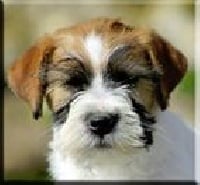 Étalon Jack Russell Terrier - Demi fioletowa magia