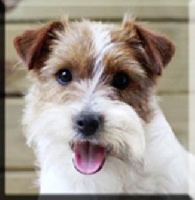 Étalon Jack Russell Terrier - Imagine De La Rosée De L'eden