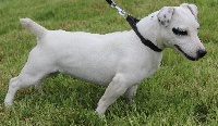 Étalon Jack Russell Terrier - Jessy des Diamants Verts