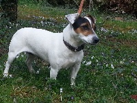 Étalon Jack Russell Terrier - Easy vom Konigsweiler