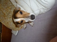 Étalon Jack Russell Terrier - Honey du Terrier de Lafont de La Gartempe