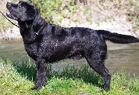 Étalon Labrador Retriever - It's our black beauty Of Bowmore Legend