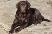 Étalon Labrador Retriever - Royal brown be lovely