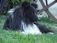 Étalon Shetland Sheepdog - Hades noir du Trésor d'Ysatis