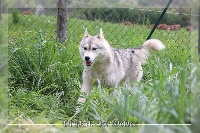 Étalon Siberian Husky - Girl's jewel of unladylake dite bijou Of pack-ice wolves