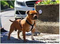 Étalon Staffordshire Bull Terrier - I'm strong like owen des vallées du grand nord des vallées du grand nord