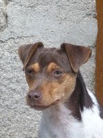 Étalon Terrier Bresilien - Jolene du domaine des Mandets