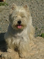 Étalon West Highland White Terrier - Haley de l'Angelarde