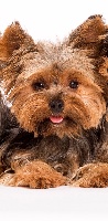 Étalon Yorkshire Terrier - Free mousse des Lords de Fanellie
