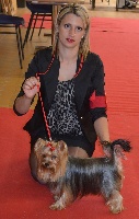 Étalon Yorkshire Terrier - Teenangel Hilary show must go on