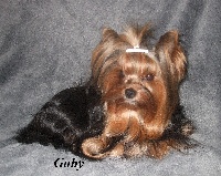 Étalon Yorkshire Terrier - Gabby de Valy d'Aumont