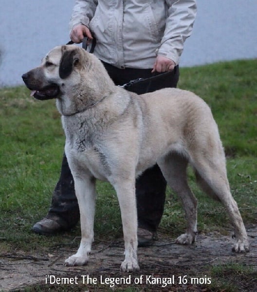 Kangal Dog For Sale Philippines Kangal Dog For Sale Philippines
