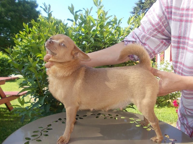 Les Chihuahua de l'affixe   D'auriolatz