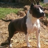 Étalon American Staffordshire Terrier - White Back Guccy black baccara ( guccy )