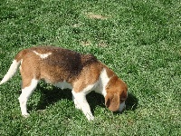 Étalon Beagle - Harmony du chemin des Piarris