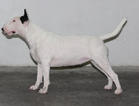 Étalon Bull Terrier - javarke Gaïa