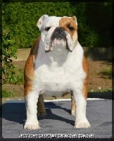 Étalon Bulldog Anglais - Jelly royal De kalinka des roches blanches