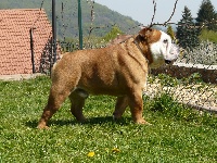 Étalon Bulldog Anglais - Djengo of gypsy the dog at golden eyes