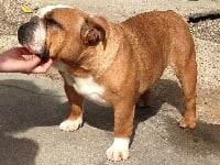 Étalon Bulldog Anglais - Hyvonne-beauté du square du p'tit quinquin