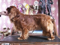 Étalon Cavalier King Charles Spaniel - Gold lover des marais de Bremes