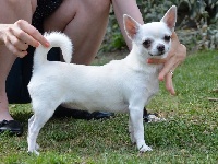 Étalon Chihuahua - Fausta cornelia Via Spedona