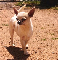 Étalon Chihuahua - Hugo boss (Sans Affixe)