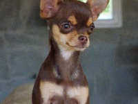 Étalon Chihuahua - Janka du royaume des petis anges