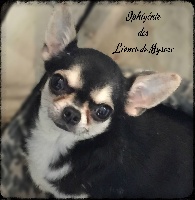 Étalon Chihuahua - Iphigénie Des lianes de mysore