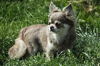 Étalon Chihuahua - Jacadi (Sans Affixe)