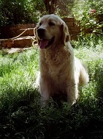 Étalon Golden Retriever - Gandje du Sarmizegetusa Regia