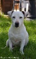 Étalon Jack Russell Terrier - Grimace Des Hauts d'Alène