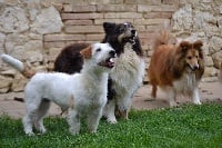 Étalon Jack Russell Terrier - Hywel du Domaine du Carpé