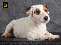 Étalon Jack Russell Terrier - CH. Ivoire d'Ar Dervenn