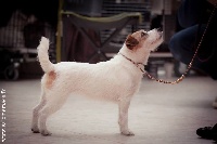 Étalon Jack Russell Terrier - Grandis Silva Hivy blue