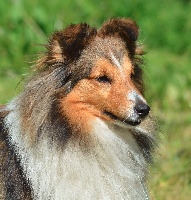 Étalon Shetland Sheepdog - International love des lutins de Cassiopée
