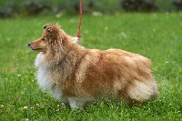 Étalon Shetland Sheepdog - Iodée de la Rose de Sable