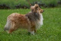 Étalon Shetland Sheepdog - Javelot de la Rose de Sable