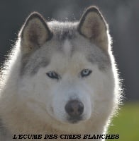 Étalon Siberian Husky - Ina que toi de l'écume des cimes blanches