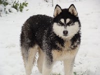 Étalon Siberian Husky - Jewel of heaven des reves de neige