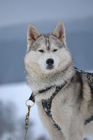 Étalon Siberian Husky - Holikpok of holaf's spirit