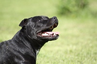 Étalon Staffordshire Bull Terrier - I'dolly des fils de Nwenco