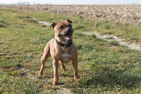 Étalon Staffordshire Bull Terrier - H' the flat Of the browndeanlaws bullyboys